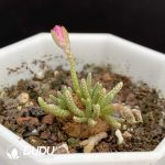 Anacampseros Alstonii Schnland - Image 2