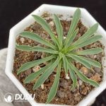 Euphorbia Bupleurifolia