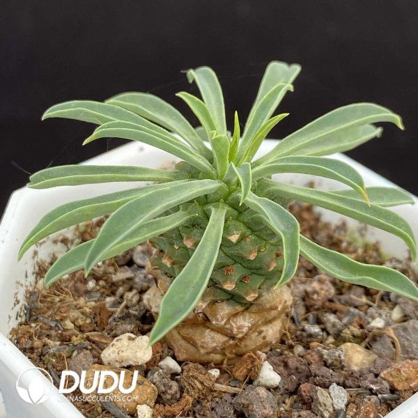 1756131294-1751015407-e202.jpg Euphorbia Bupleurifolia - Image 2