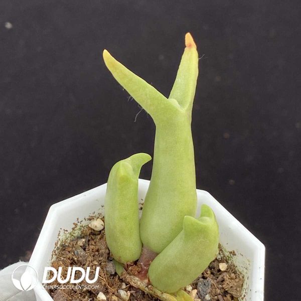 1756131296-1751015411-e201.jpg Mitrophyllum Mitratum - Image 1