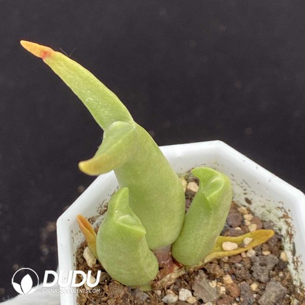 1756131297-1751015415-e202.jpg Mitrophyllum Mitratum - Image 2