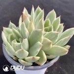 Echeveria Crystal Lover Double Head - Image 2