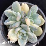 Echeveria Monroe Variegated Base