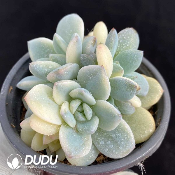 Echeveria Monroe Variegated Base - Image 2