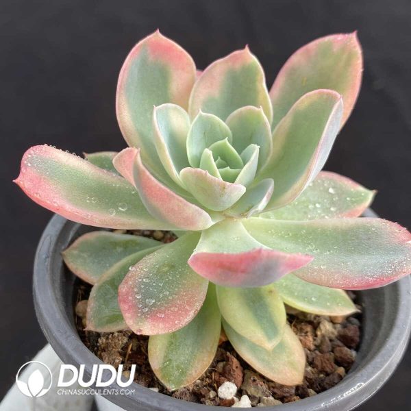 Echeveria Bella - Image 2