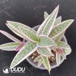 Ledebouria Variegated Clustering