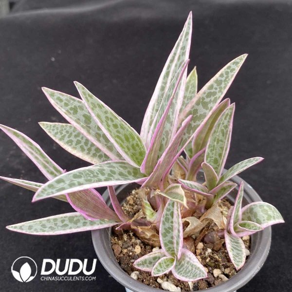 Ledebouria Variegated Clustering - Image 2