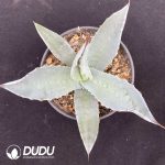 Agave sp. Azul Monterrey