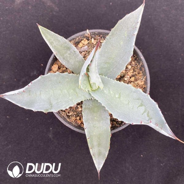 1756131317-1751015451-e201.jpg Agave sp. Azul Monterrey - Image 1