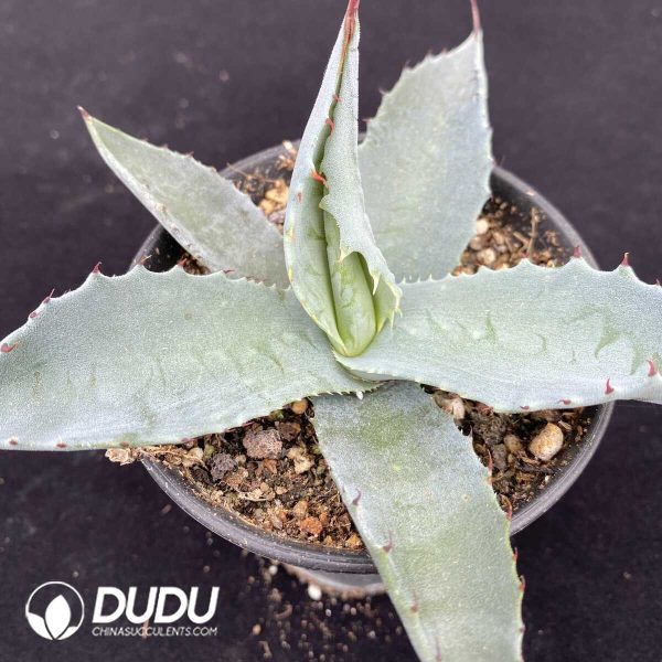 1756131319-1751015455-e202.jpg Agave sp. Azul Monterrey - Image 2