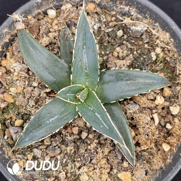 1756131320-1751015459-e201.jpg Agave Titanota Green - Image 1