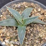 Agave Titanota Green - Image 2