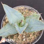 Agave Parryi var. Huachucensis