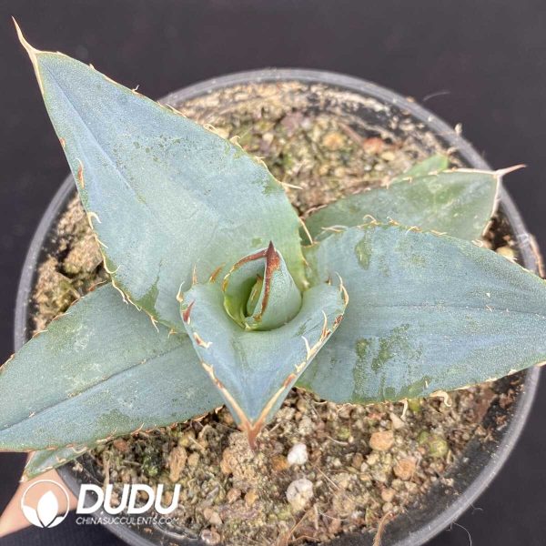 1756131323-1751015465-e201.jpg Agave Parryi var. Huachucensis - Image 1