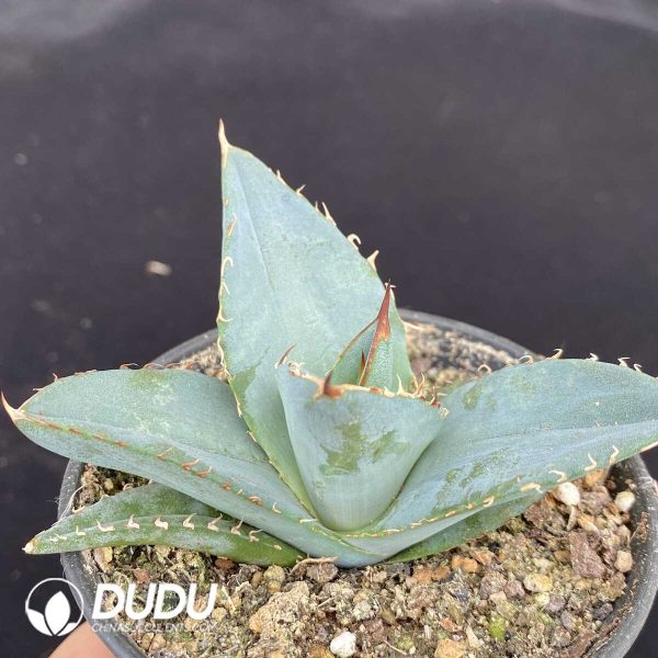 1756131324-1751015468-e202.jpg Agave Parryi var. Huachucensis - Image 2