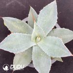 Agave Potatorum Kisshoukan