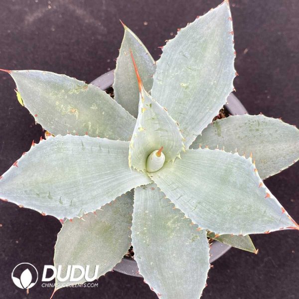 1756131326-1751015470-e201.jpg Agave Potatorum Kisshoukan - Image 1