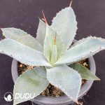 Agave Potatorum Kisshoukan - Image 2