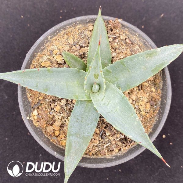 1756131328-1751015477-e201.jpg Agave Shawii - Image 1