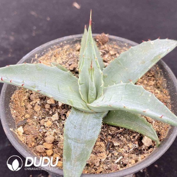 1756131330-1751015479-e202.jpg Agave Shawii - Image 2