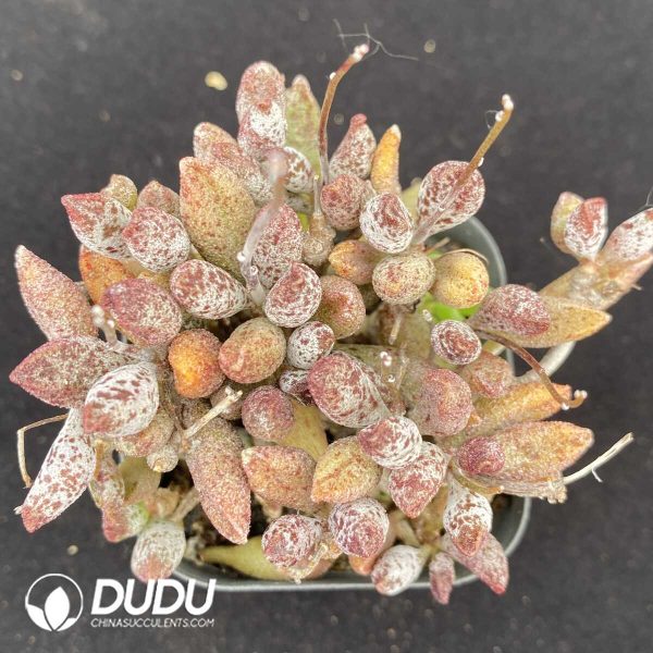Adromischus Marianiae Old Stem - Image 1