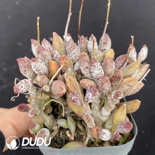 Adromischus Marianiae Old Stem - Image 2