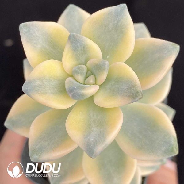 1756131335-1751015490-e201.jpg Pachyphytum Bernalense Variegated - Image 1