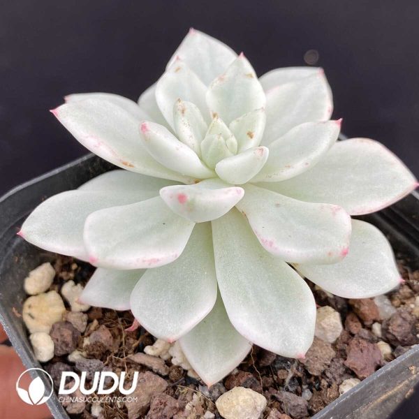 Echeveria Phantom Variegated - Image 2