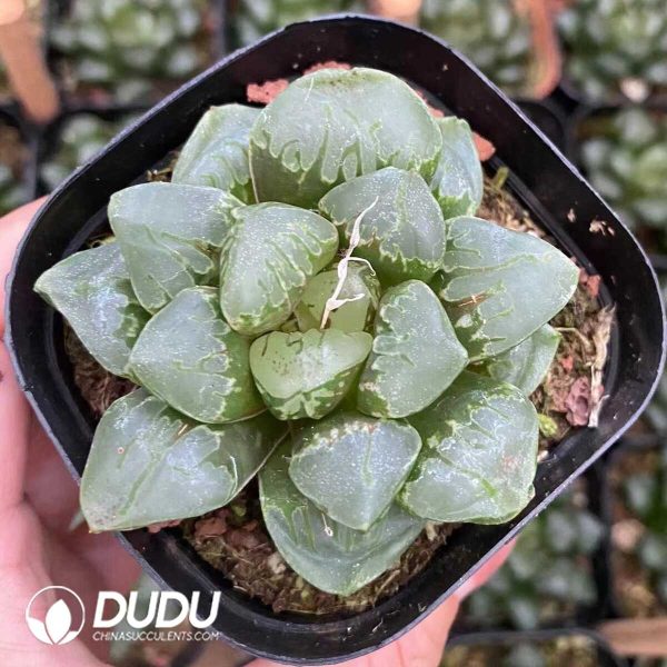 1756131357-1751015533-e201.jpg Haworthia "Green Swallow" - Image 1