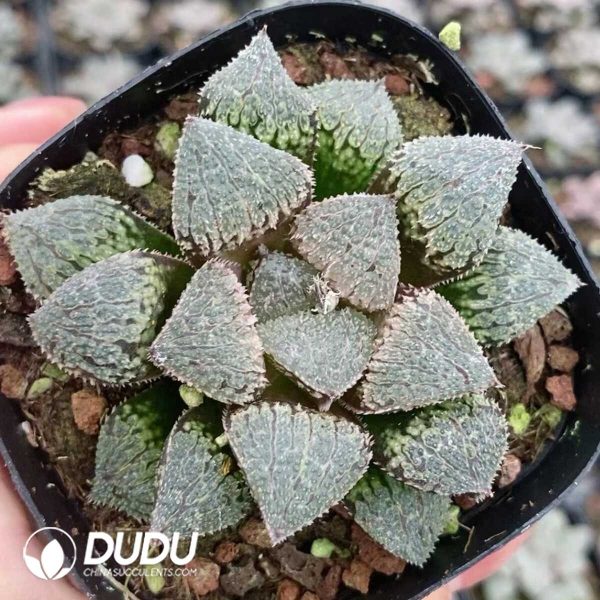 1756131360-1751015537-e201.jpg Haworthia Juwemeng - Image 1