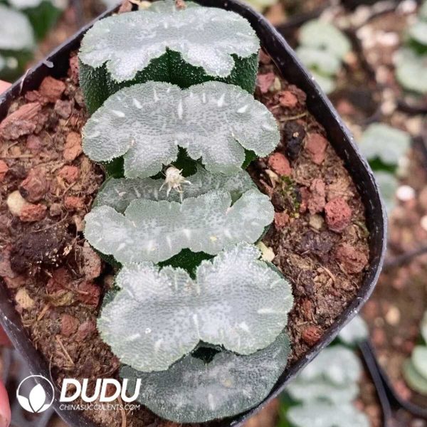 1756131361-1751015542-e201.jpg Haworthia Small Mammoth - Image 1