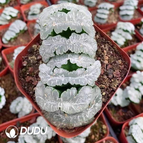 1756131363-1751015546-e201.jpg Haworthia Big Mammoth - Image 1