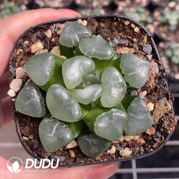 1756131365-1751015549-e201.jpg Haworthia Cuiji - Image 1