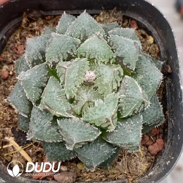 1756131366-1751015554-e201.jpg Haworthia Cooperi Magic Thorn - Image 1