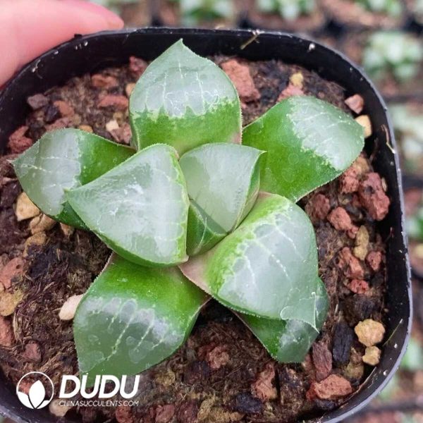 1756131370-1751015562-e201.jpg Haworthia Longxishou - Image 1
