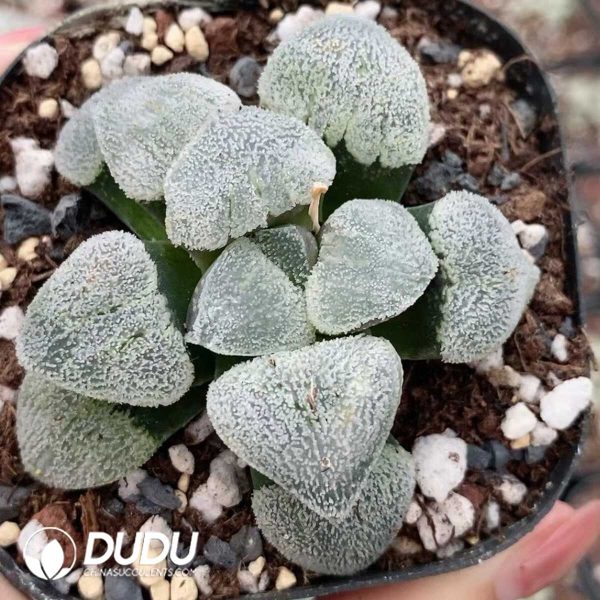1756131372-1751015566-e201.jpg Haworthia picta cv. konayuki - Image 1