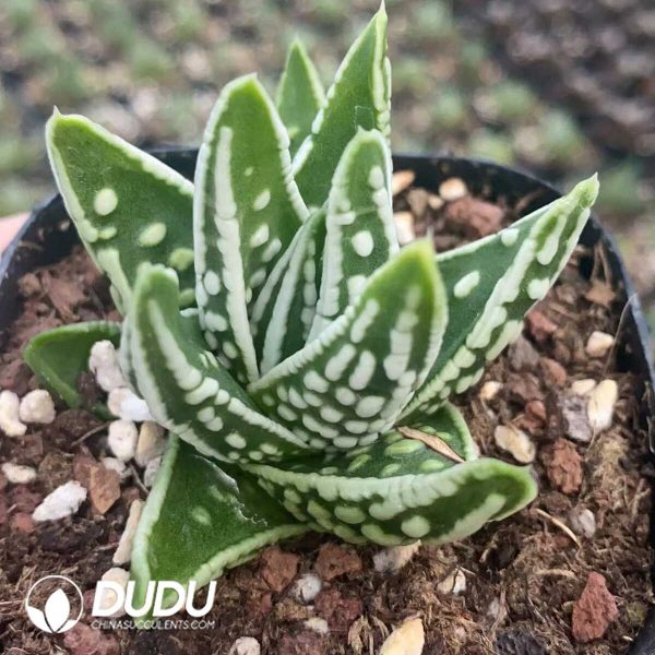 1756131376-1751015579-e201.jpg Haworthia Tears of Angel - Image 1