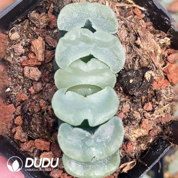 1756131378-1751015583-e201.jpg Haworthia Truncata Baici - Image 1