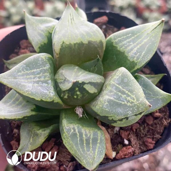 1756131380-1751015586-e201.jpg Haworthia Ura Hannya (Small) - Image 1