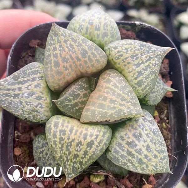 1756131382-1751015589-e201.jpg Haworthia Emelyae White Whale (Small) - Image 1