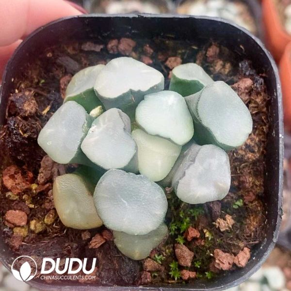 1756131383-1751015593-e201.jpg Haworthia Maughanii Kongmen - Image 1