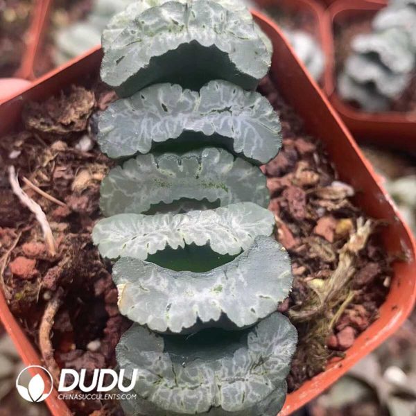 1756131385-1751015598-e201.jpg Haworthia Truncata Shanghang - Image 1