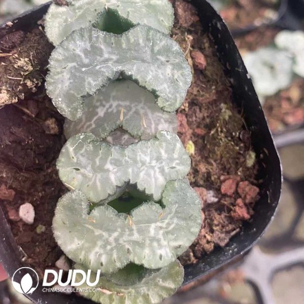 1756131387-1751015601-e201.jpg Haworthia Truncata No.1 - Image 1