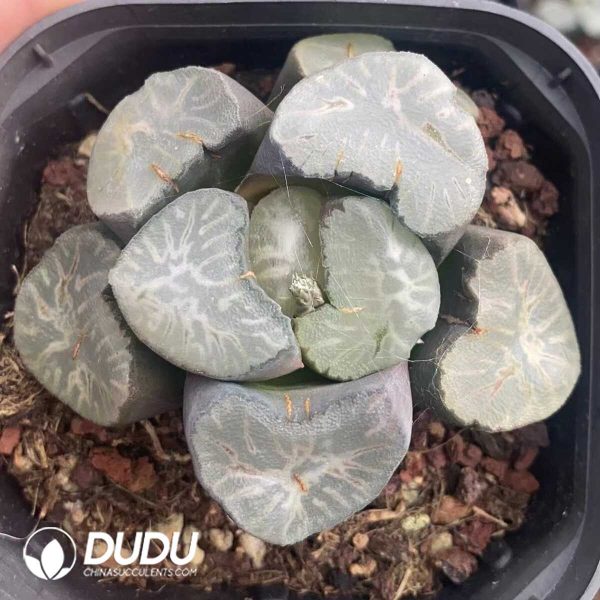 1756131388-1751015605-e201.jpg Haworthia Large Hualing - Image 1