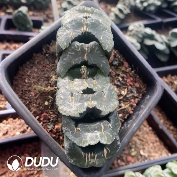 1756131390-1751015608-e201.jpg Haworthia Truncata Guangzhong(100mm) - Image 1