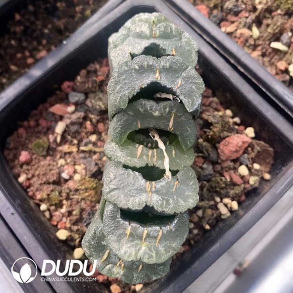 1756131392-1751015612-e201.jpg Haworthia Truncata Guangzhong(90mm) - Image 1