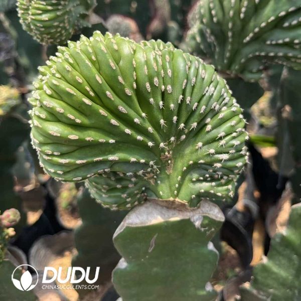 1756131393-1751272544-e201.jpg (Grafted)Stenocereus Lophocereus marginatus Cristata - Image 1