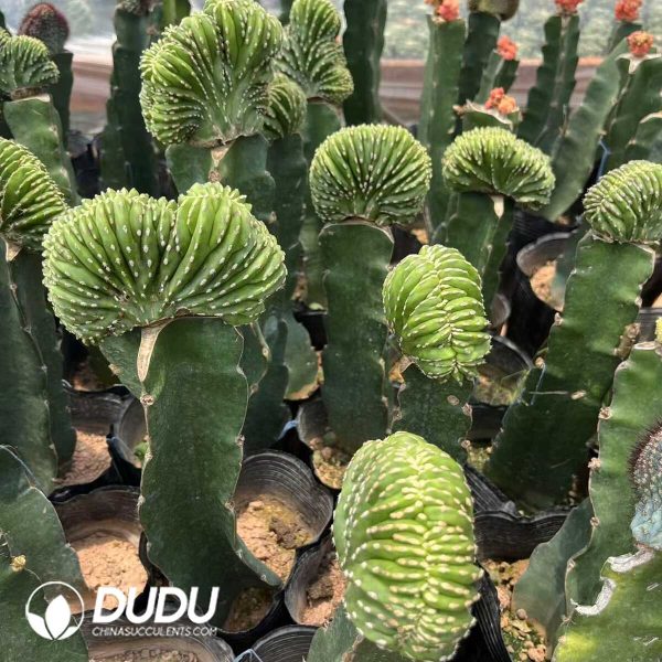 (Grafted)Stenocereus Lophocereus marginatus Cristata - Image 2