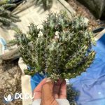 Euphorbia Horwoodii Grafted