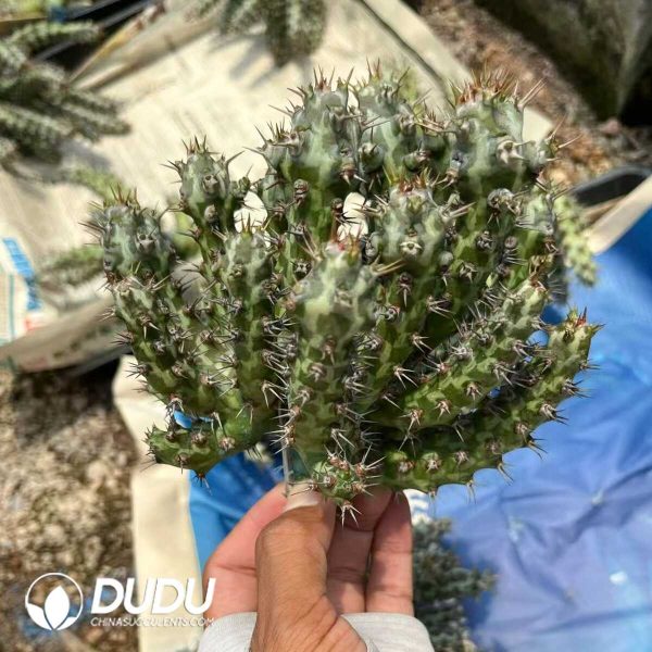 1756131397-1751272553-e201.jpg Euphorbia Horwoodii Grafted - Image 1